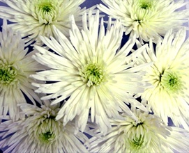 Chrysanthemum SPIDER WHITE ANASTASIA1