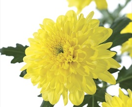 Chrysanthemum Zembla-Yellow