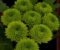 Chrysanthemum button Green
