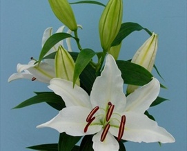 Oriental Lilies.jpg 2